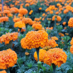 [솔지원]메리골드꽃차 눈에 좋은 메리골드 국산메리골드 선물세트 : 팜앤라이프