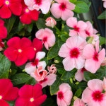 식물쌀롱 일일초 매일초 꽃 모종 야생화 봄꽃 : 식물쌀롱