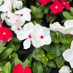 식물쌀롱 일일초 매일초 꽃 모종 야생화 봄꽃 : 식물쌀롱