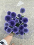 (생화 농장직송) 에키놉스 보라 반단, 1단 : 이레 꽃 농원