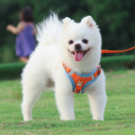 펫 강아지 가슴줄 목줄 리드줄 애견 반려견 소형견 중형견 산책 하네스 : 퀴니하우스