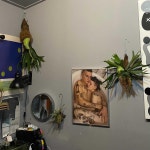 박쥐란 중품 목부작 : 환성다육농원