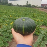 제주 새시멀농장 미니단호박 밤호박 보우짱 : 새시멀농장