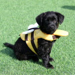 이츠독 꿀벌 강아지구명조끼 애견튜브 물놀이 수영복 소형견 중형견 여름 옷 : 피키샵 PICKYSHOP