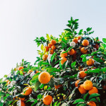 귤나무 (H30) 귤나무키우기 묘목 유실수 과실수 대성식물 : 대성식물