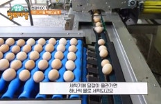 백봉오골계란 유정란(80알 자연방사 )난각코드 1번-백봉춘천농장( 무항생제유정란) : 백봉오골계강촌가정리