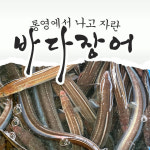 통영 손질 바다장어 대 1kg 당 2-4미 소스 4개 붕장어 아나고 : 통영청년수산