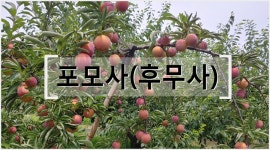 GAP 김천 /추희 25일이후 발송 예정/하강농장 / 김천 대석  포모사 조아  피자두 도담  추희 품종별 순차 발송 : 하강농장