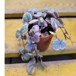 러브체인금(귀요미) 새로입고 : 범수농장