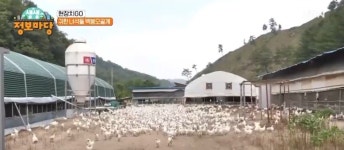 백봉오골계즙 진액 90% 엑기스(레드 120ml 홍삼 건강 선물 이벤트 행사 기획전)30봉-한달분 백봉춘천농장 : 백봉오골계강촌가정리