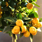 귤나무 (H30) 귤나무키우기 묘목 유실수 과실수 대성식물 : 대성식물