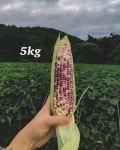 오월농원 검정찰옥수수 5kg : 오월농원