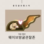 용골햄 땅굴존 관찰존 : 용인골든햄스터