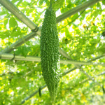 2024 국산 햇 여주 생여주 열매 15kg 농장 당일 수확 발송 즙 환 건 분말 : 나주빛가람농장