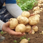 산지직송 무농약 햇감자 금선감자 ,은영언니네 홍감자,수미감자 10kg : 보령농부장터