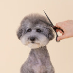 정글살롱 강아지 고양이 소프트컷 미용 가위 세트 : 정글몬스터