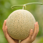 2025 고급 과일 고당도 나주 머스크 멜론 8kg 4수 5수 6수 혜성농원 : 오지는 오지마켓