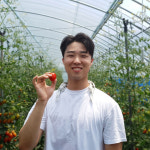 무농약 친환경 대추방울토마토 엄씨농부네 휘바농장 1kg 2kg 4kg : 엄씨농부네