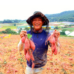 25년 햇자색고구마 [햇 자색고구마 꼬맹이] 3kg 5kg 전남 무안 해야농장 무안 황토 유기농 달수 해수고구마 : 해야농장