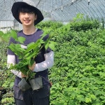 복분자나무묘목 가시없는슈퍼복분자 블랙베리1년생뿌리묘 산딸기 : 나무키움묘목농원