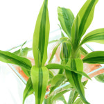 산드리아 2촉 인기수초 아름다운수초 초보용수초 키우기쉬운수초 : 수아쿠아펫