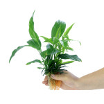 키우기쉬운수초세트(애란4촉+산드리아2촉+스파트필름2촉) 수초키우기 수초세트 : 수아쿠아펫