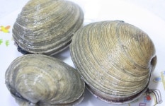 대합 1kg 대합장 조개구이 : 수산물가격파괴