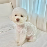 르쁘띠숑 우다다다 하트 홀로그램 벌룬 시스루 크롭 나시 S-2XL 강아지여름옷 푸들옷 : 르쁘띠숑