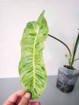 필로덴드론 파라이소 베르디 Philodendron Paraiso Verde  E00020 동일상품배송 포레스트가든 : 포레스트 가든 희귀식물