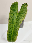 필로덴드론 파라이소 베르디 : Private Plants