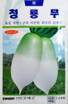 청룡무 30g 김장 무 씨앗 코레콘 씨 배추 가을 무우 마늘 쪽파 명이 : 농사친구