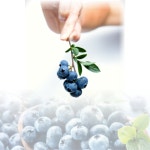 국산 무농약 잼용 블루베리 1kg 가공용블루베리 즙용 갈아먹는용 못난이 열과 : 착한 햇님블루베리