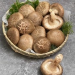 유기농 생표고버섯 500g 1kg 건표고 파지 선물용 표고버섯 선물세트 국내산 하품 : 버섯지기