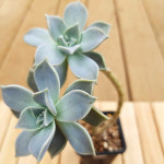 석연화 2두 목대 키우기 쉬운 거실 실내 다육 랜덤발송2-50 : 코리아쇼핑.