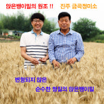 원조 앉은뱅이밀 . 백관실 진주토종앉은뱅이 밀가루 / 통밀가루 3kg  (금곡정미소 직영) 2025년 햇밀 : 진주토종 앉은뱅이밀