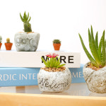 담돌화분 작은화분 랜덤 꽃피는 미니 국민 다육식물 다육이키우기 : 아침향기