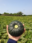 [산지직송] 제주 미니단호박 밤호박 보우짱 3kg 5kg 10kg 제주싱싱농장 : 제주싱싱농장