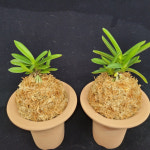 [당진풍란농장]해옥보완성분 : 당진풍란농장