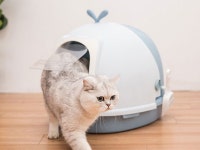 아기고양이화장실 고양이 배변 판 훈련 쓰레기통 냥이 화장실 : 찐토끼