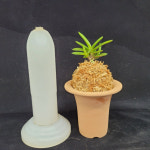 [당진풍란농장]해옥보완성분 : 당진풍란농장