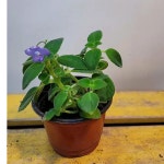 삭소롬( 보라) 새로입고 : 범수농장