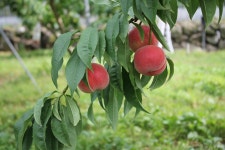 대극천 납작복숭아 딱딱이복숭아 백도 2kg : 일월의숲