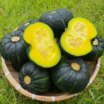친환경 무농약 제주 미니단호박 밤호박 : 우주농장