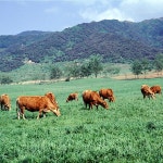 축산 한우 소 소고기 마트 정육 식당 농장 초원 들판 방목 파르텔 벽지 시트지 롤스크린 : 으뜸데코