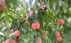 납작복숭아 대월 딱딱복숭아 딱복 4.5kg 상급 : 오붐마켓몰