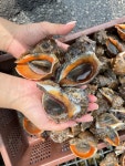 남당항 푸른바다 자연산 왕대 참소라 1kg(5~6개 내외)/대하축제 : 남당항 푸른바다