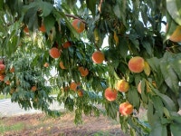 김천 달머니 향이 진한 달달한 말랑이  딱딱이 복숭아 대홍 봉왕 수황 금황 황도 골드로망 2kg 4kg : 김천달머니 자두복숭아농장