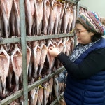 강원도 고성군 속초 반건조 깔끔 손질 명태 코다리 : 청정동해수산