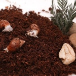 왕사마귀키우기 달팽이농장 무당벌레키우기 식용달팽이 : 오리너스