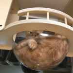 고양이 캣워커 하늘 투명해먹 1묘용 : 플레이캣